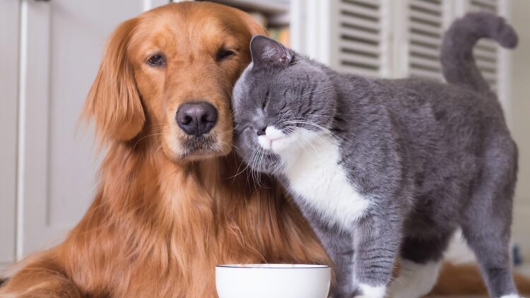 Sam's Club and Member's Mark involved in a multi-million dollar settlement for pet food contaminated with salmonella—check if you are on the list and how much you can claim 1 Sam's Club and Member's Mark involved in a multi-million dollar settlement for pet food contaminated with salmonella—check if you are on the list and how much you can claim