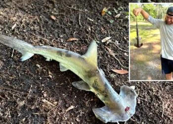 What a disc golfer found in South Carolina left everyone speechless—a hammerhead shark in the woods 3 What a disc golfer found in South Carolina left everyone speechless—a hammerhead shark in the woods