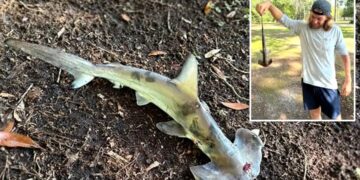What a disc golfer found in South Carolina left everyone speechless—a hammerhead shark in the woods