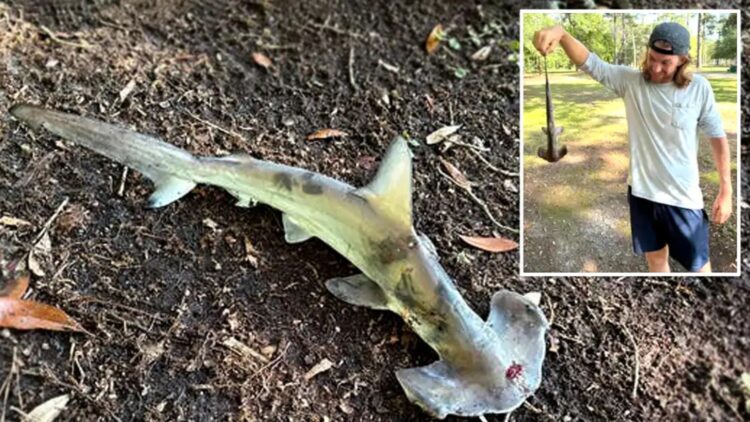 What a disc golfer found in South Carolina left everyone speechless—a hammerhead shark in the woods 1 What a disc golfer found in South Carolina left everyone speechless—a hammerhead shark in the woods