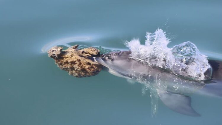 Scientists discover that humpback dolphins use “sponge wigs” to court—a gesture as sweet as it is clever