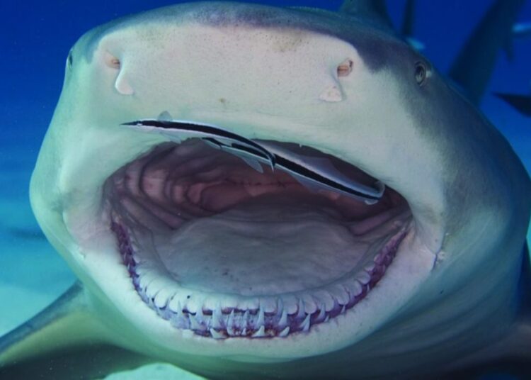 Confirmed—sharks could lose their greatest weapon—their teeth are deteriorating due to chemical changes in the sea
