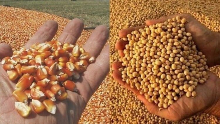 Confirmed—global warming threatens to wipe out the U.S. “corn belt” and plunge global production