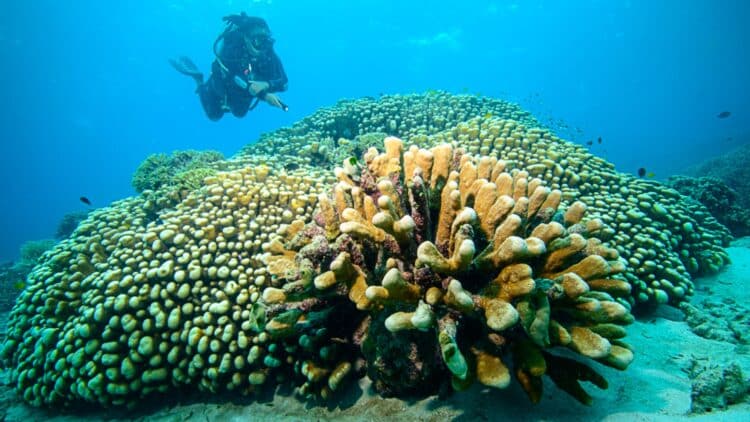National Geographic confirms the largest single coral ever seen—34 meters wide and in perfect health 1 National Geographic confirms the largest single coral ever seen—34 meters wide and in perfect health
