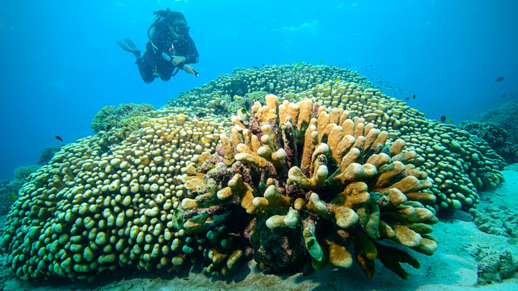 National Geographic confirms the largest single coral ever seen—34 meters wide and in perfect health