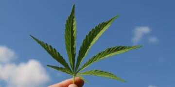 Goodbye to the free sale of intoxicating hemp in the US—giants such as Coca-Cola, Nestlé, and General Mills are asking Congress to pass a law banning these products