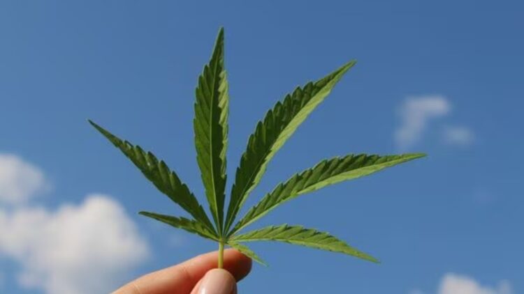 Goodbye to the free sale of intoxicating hemp in the US—giants such as Coca-Cola, Nestlé, and General Mills are asking Congress to pass a law banning these products 1 Goodbye to the free sale of intoxicating hemp in the US—giants such as Coca-Cola, Nestlé, and General Mills are asking Congress to pass a law banning these products