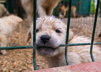 Goodbye to buying pets in stores in the United States—new state law prohibits the sale of dogs and cats and marks a historic shift