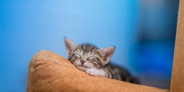 It's official—European archaeologists confirm the common origin of all domestic cats, rewriting their arrival in US homes