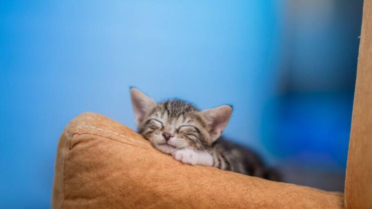 It's official—European archaeologists confirm the common origin of all domestic cats, rewriting their arrival in US homes