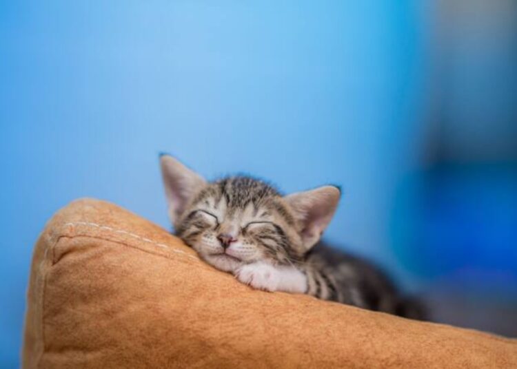 It's official—European archaeologists confirm the common origin of all domestic cats, rewriting their arrival in US homes