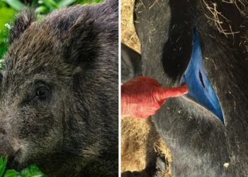 Neither mutation nor natural phenomenon—California on alert after finding neon blue fat from rodenticides in Monterey County