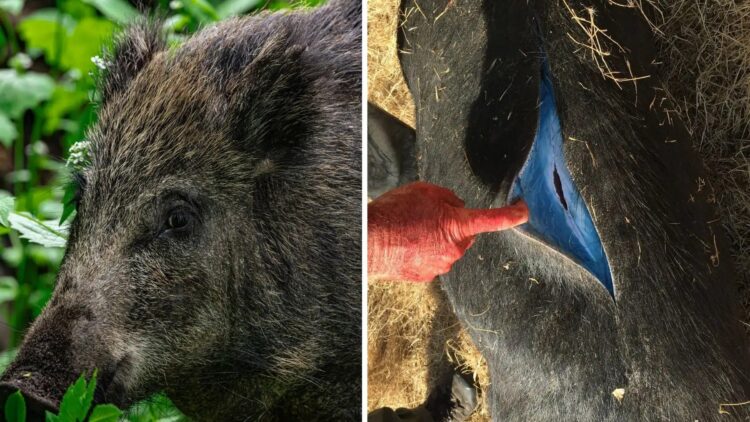 Neither mutation nor natural phenomenon—California on alert after finding neon blue fat from rodenticides in Monterey County