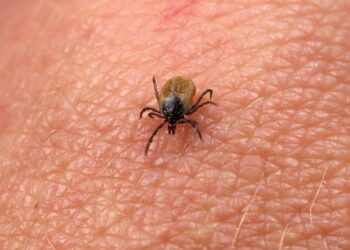 Bad news for dog owners—newly discovered bacteria casts doubt on safety of tick bites—here are the precautions you should take 3 Bad news for dog owners—newly discovered bacteria casts doubt on safety of tick bites—here are the precautions you should take
