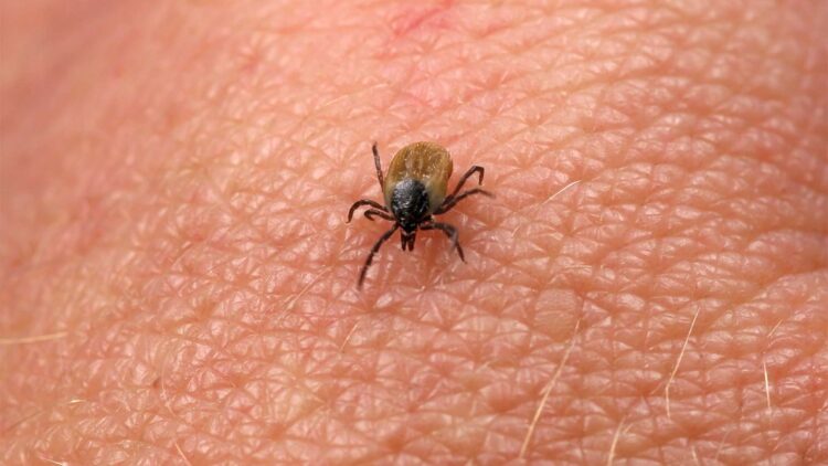 Bad news for dog owners—newly discovered bacteria casts doubt on safety of tick bites—here are the precautions you should take 1 Bad news for dog owners—newly discovered bacteria casts doubt on safety of tick bites—here are the precautions you should take