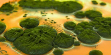 Researchers confirm that a fungus in Chernobyl could use radiation as an energy source, changing everything we knew 23 Researchers confirm that a fungus in Chernobyl could use radiation as an energy source, changing everything we knew