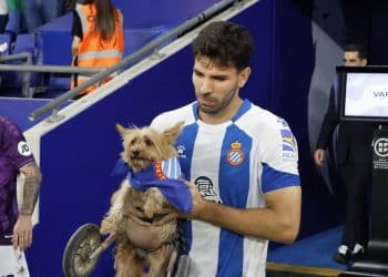 espanyol perros campaña