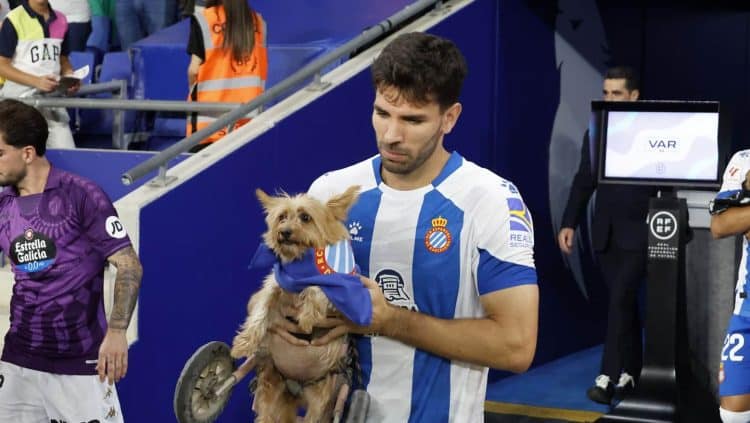 espanyol perros campaña